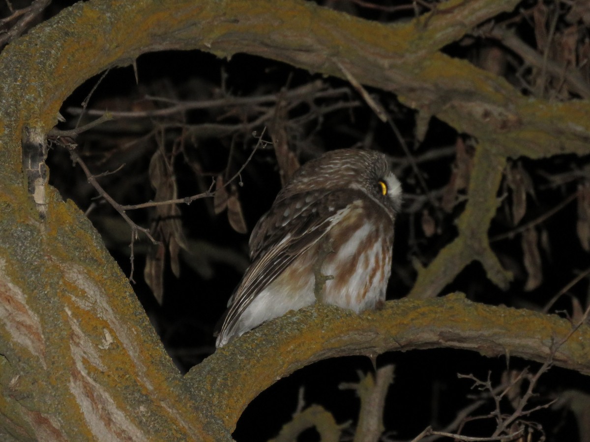 Northern Saw-whet Owl - ML85733461