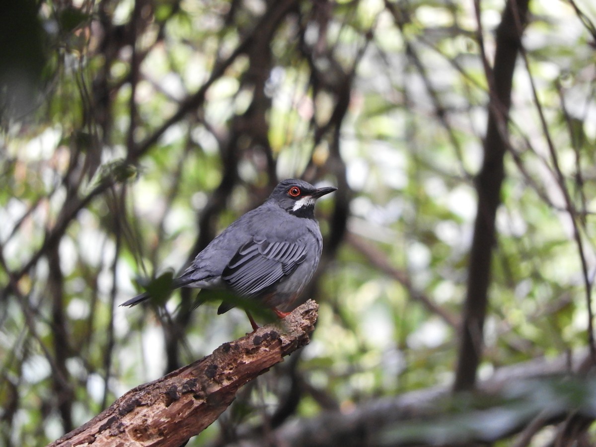 Red-legged Thrush - Denis Corbeil