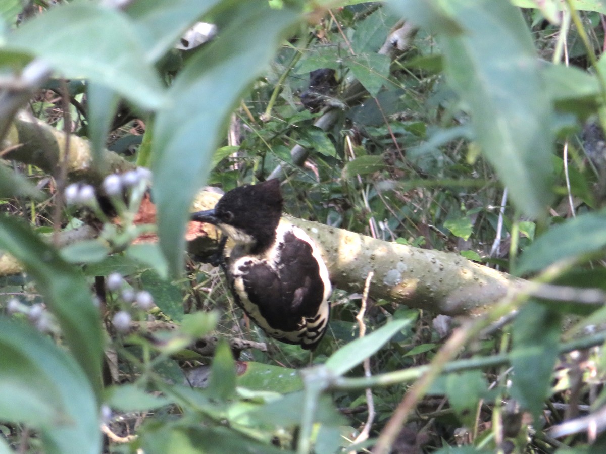 Heart-spotted Woodpecker - ML85733771