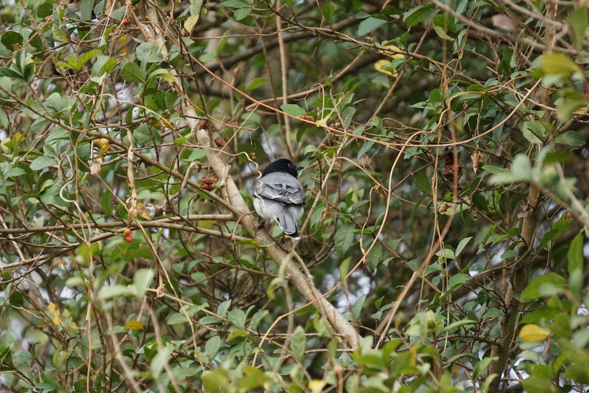 Black-headed Cuckooshrike - ML85734081