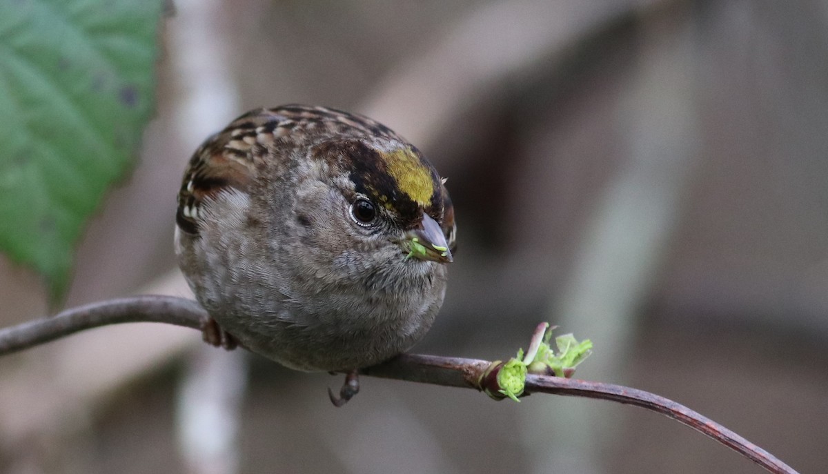 Golden-crowned Sparrow - ML85734451