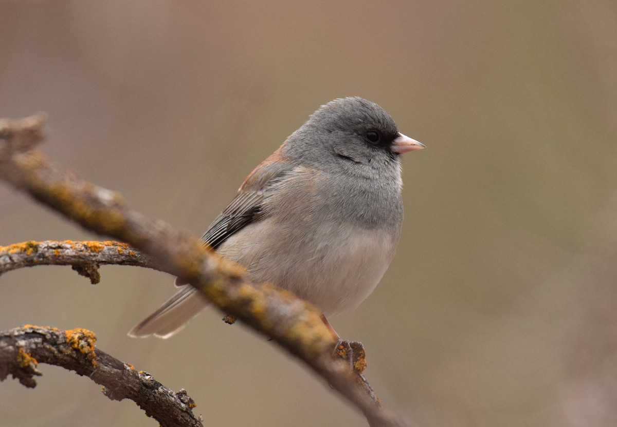 Dark-eyed Junco (Pink-sided x Gray-headed) - Ryan O'Donnell