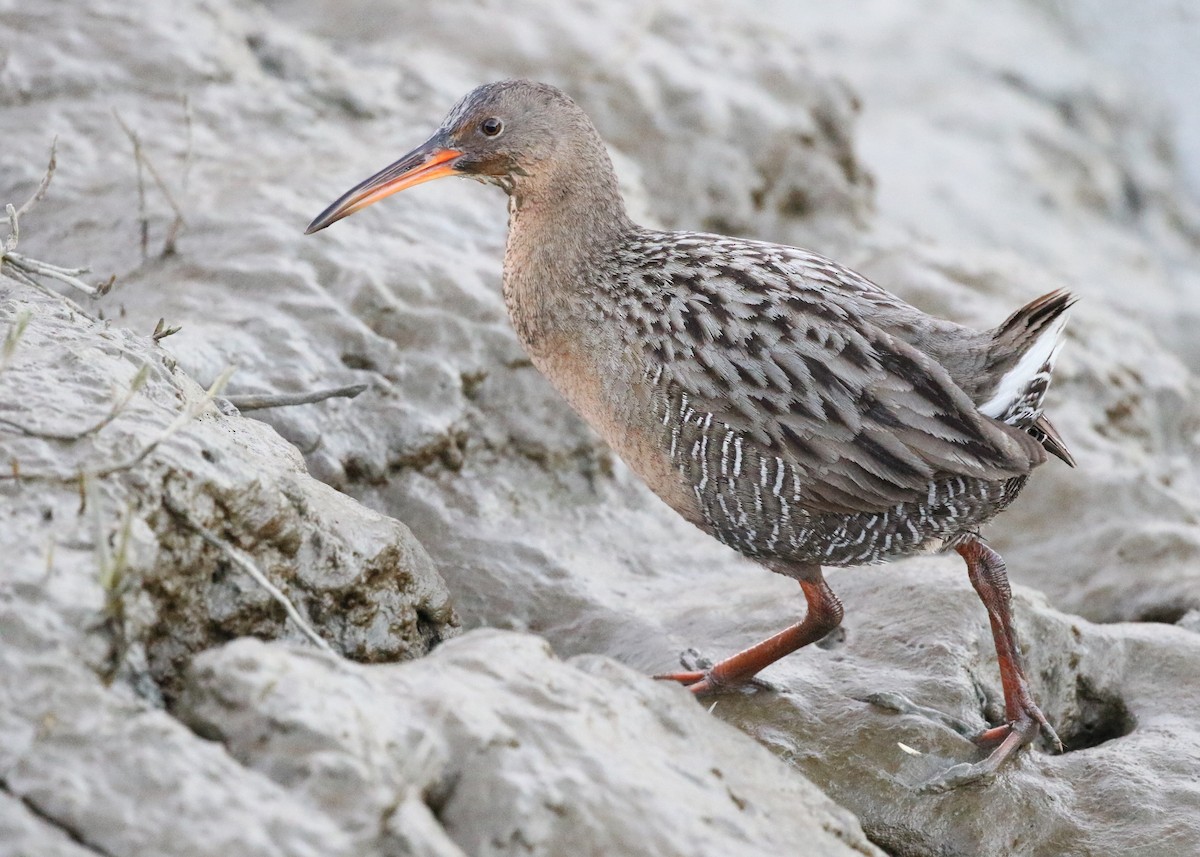 Ridgway's Rail - Dean LaTray