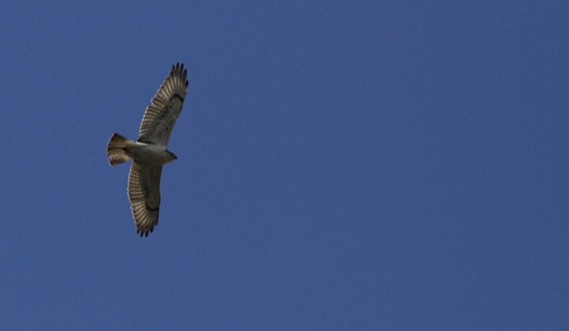 Ferruginous Hawk - ML85738531