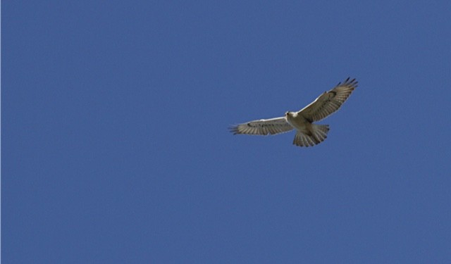 Ferruginous Hawk - ML85738551