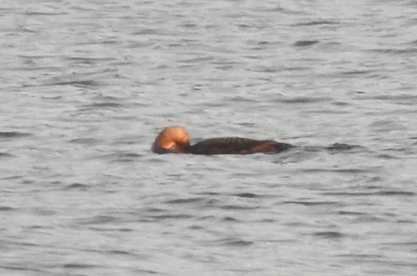 loon sp. - Cos van Wermeskerken