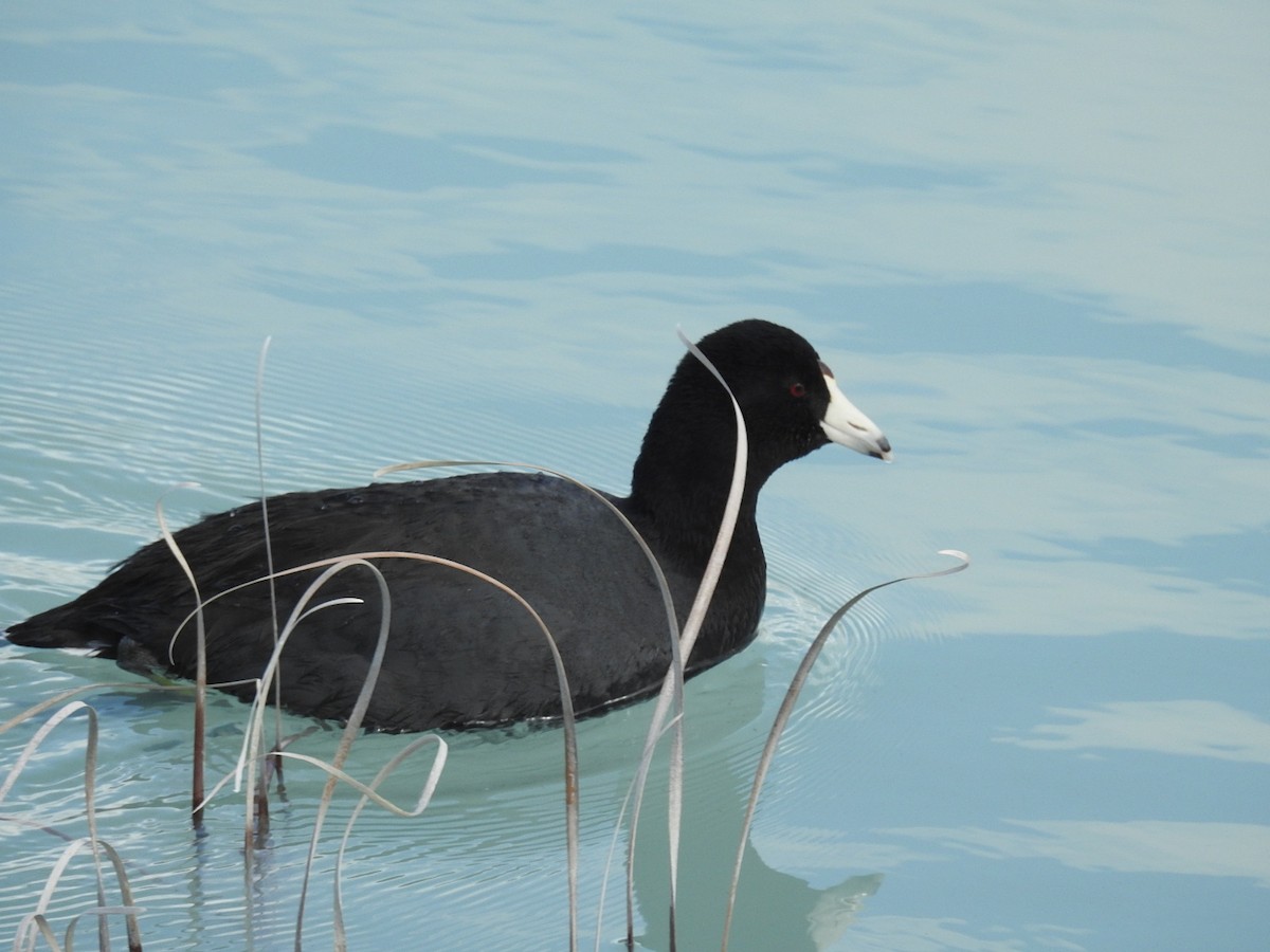 American Coot - Debbi Senechal