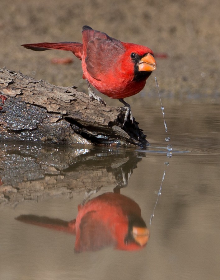 Photos - Northern Cardinal - Cardinalis cardinalis - Birds of the World