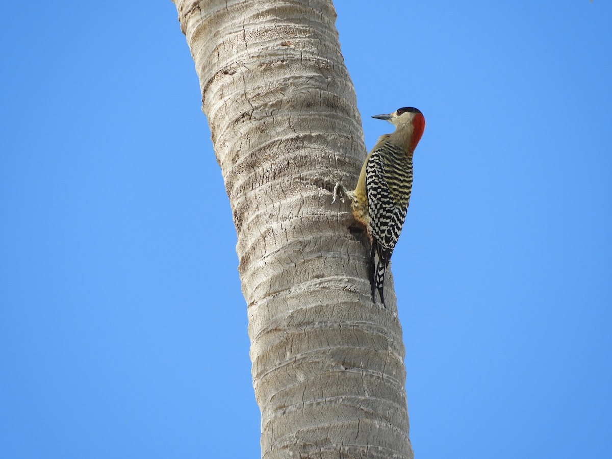 West Indian Woodpecker - ML85741901