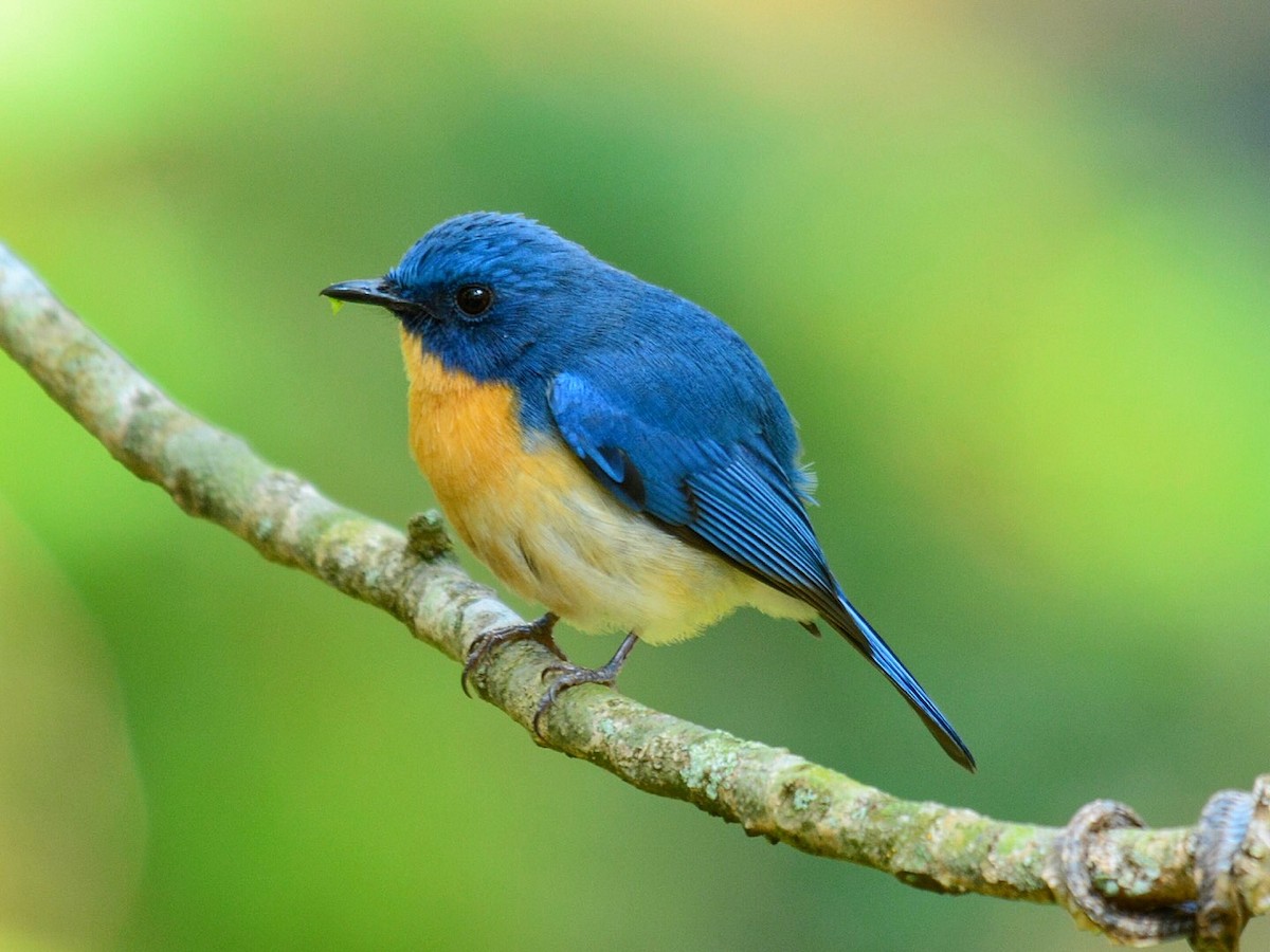 Tickell's Blue Flycatcher - Renuka Vijayaraghavan