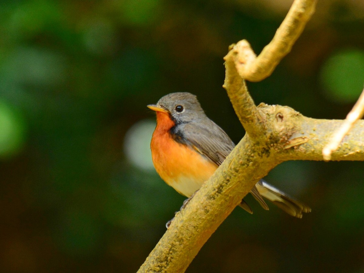 Kashmir Flycatcher - Renuka Vijayaraghavan