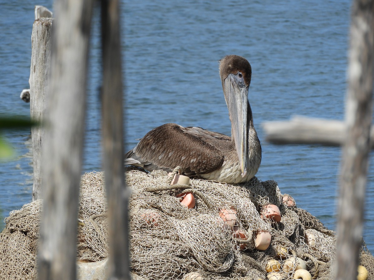 Brown Pelican - ML85744181