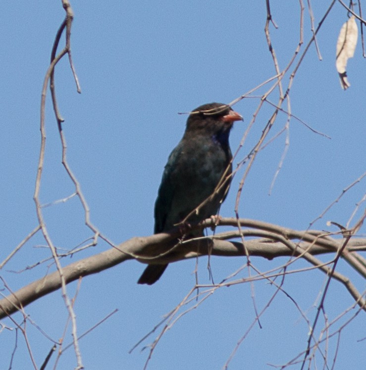 Dollarbird - ML85744541