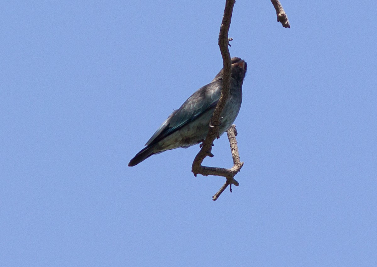 Dollarbird - ML85744551