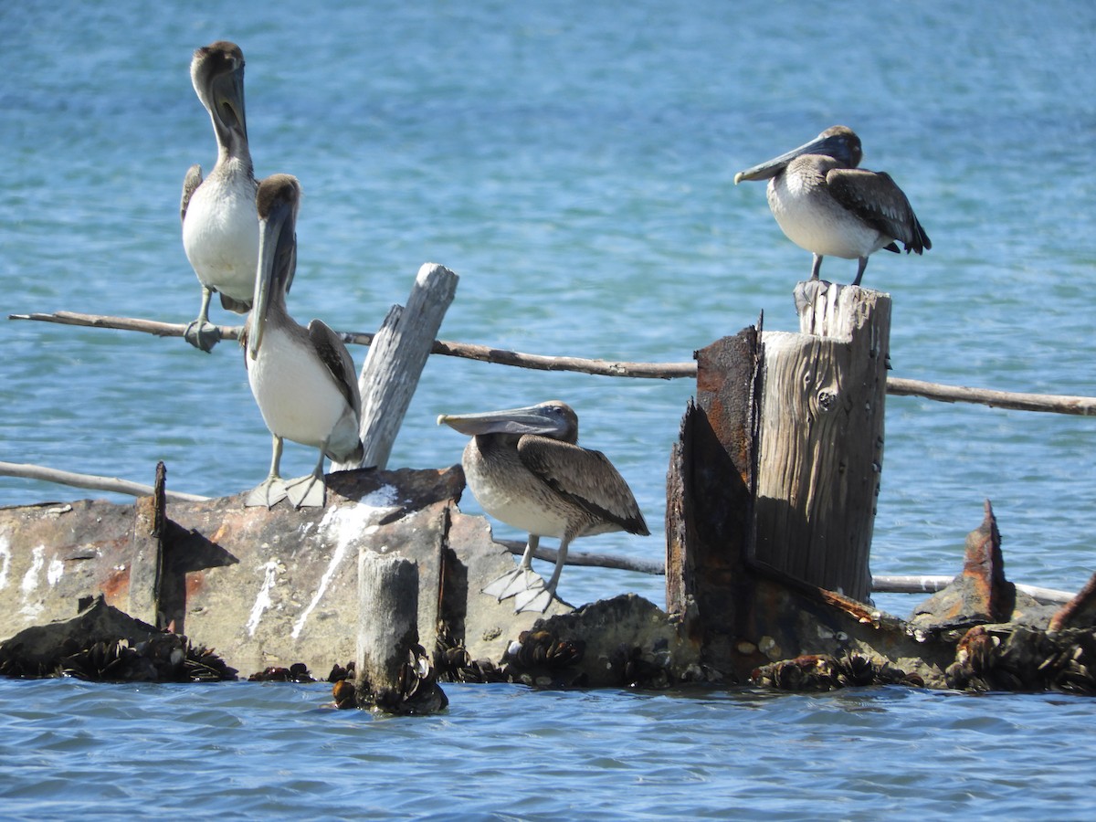 Brown Pelican - ML85744581