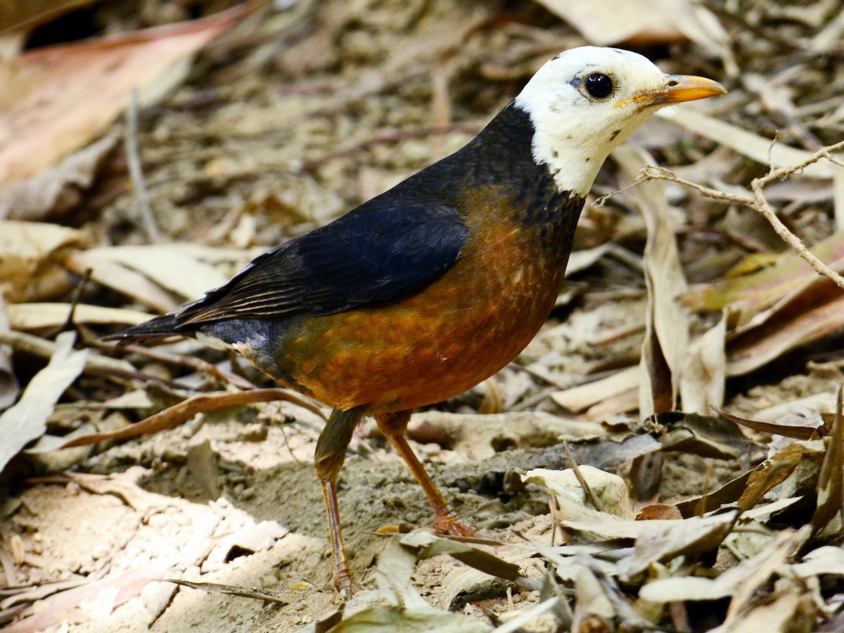 Taiwan Thrush - eBird