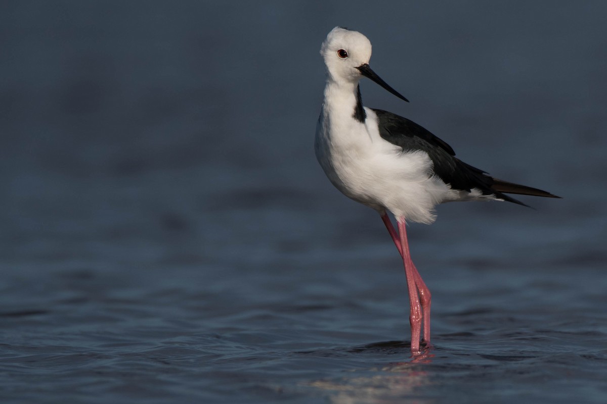 Pied Stilt - Hayley Alexander