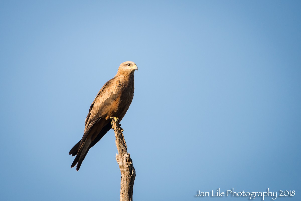 Black Kite - ML85747511