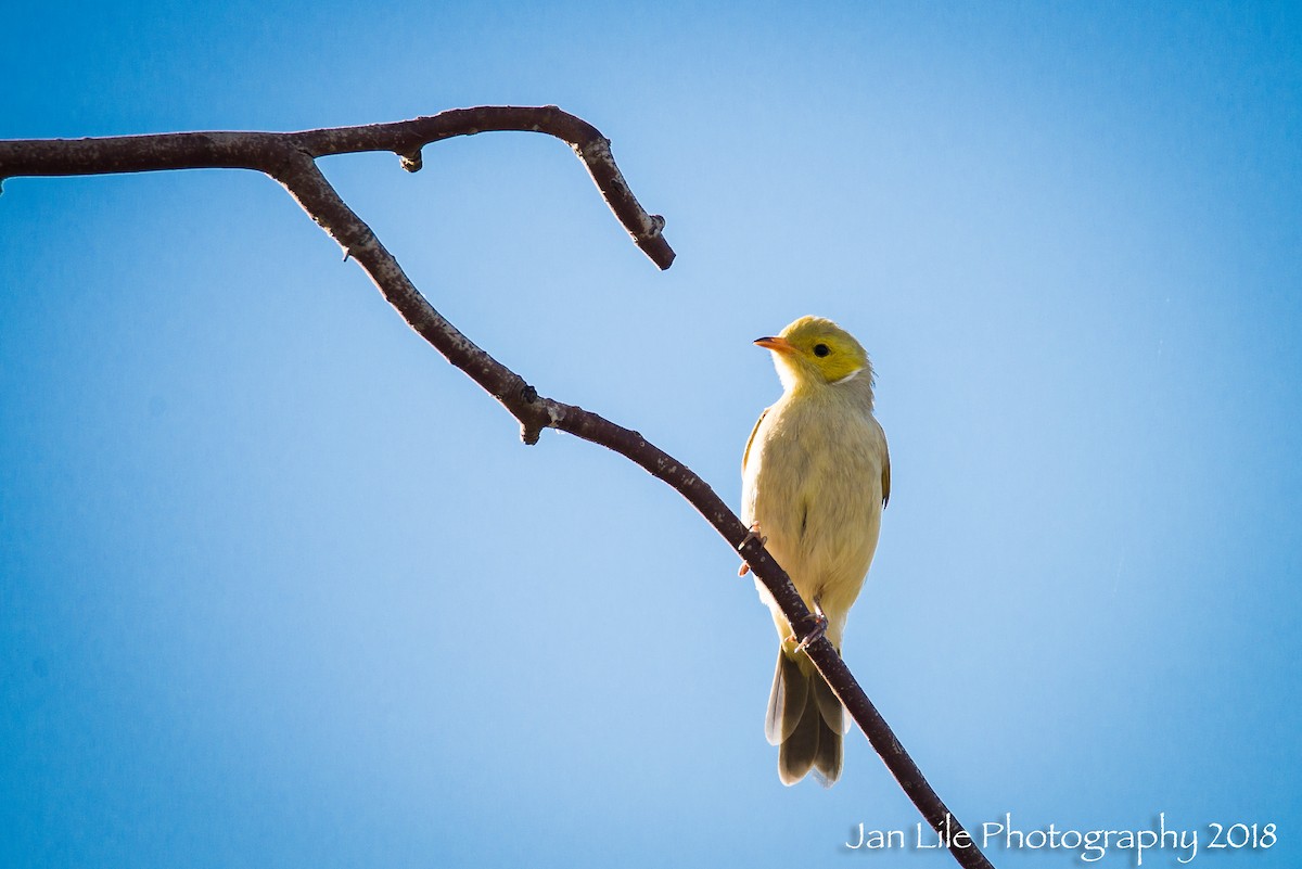 White-plumed Honeyeater - ML85747651