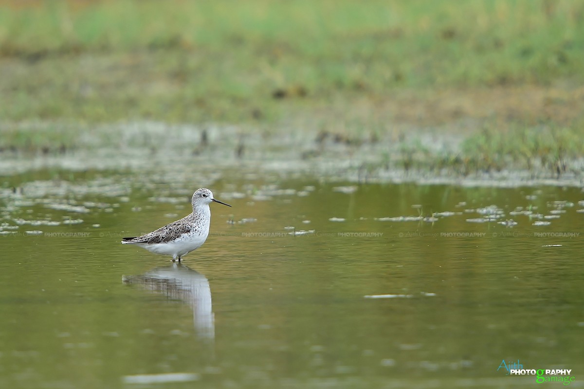 Marsh Sandpiper - ML85747861