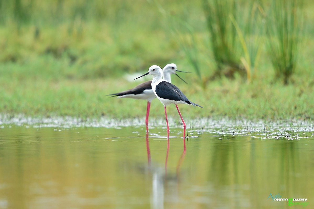 Black-winged Stilt - ML85747941