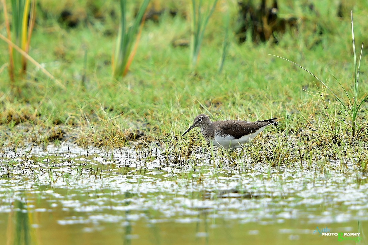 Green Sandpiper - ML85748121