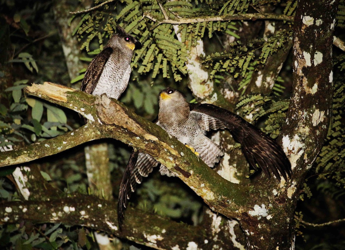 Barred Eagle-Owl - ML85749121