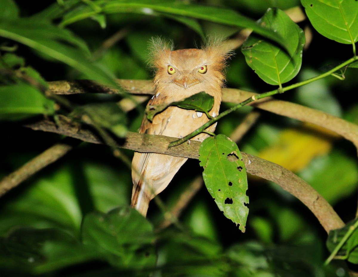 Blyth's Frogmouth - ML85749171