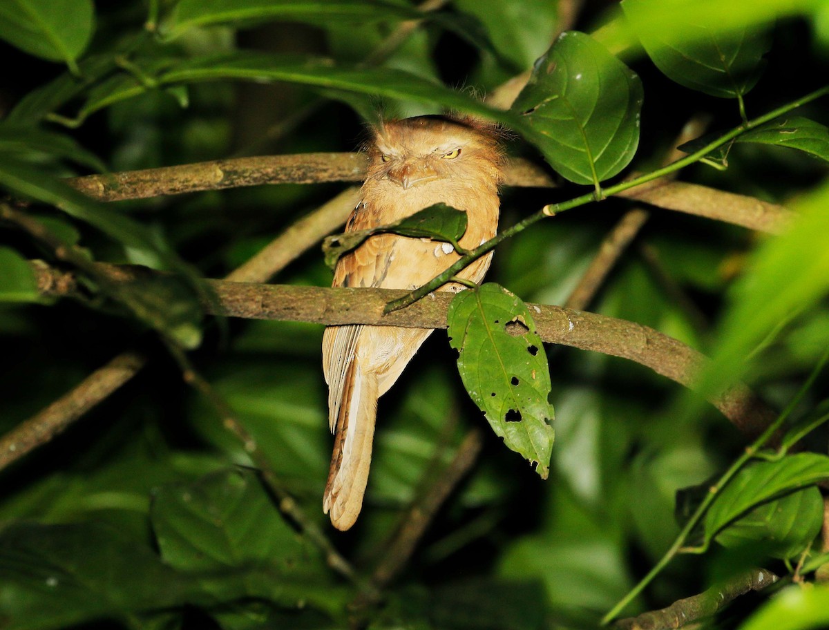 Малайский лягушкорот - ML85749181