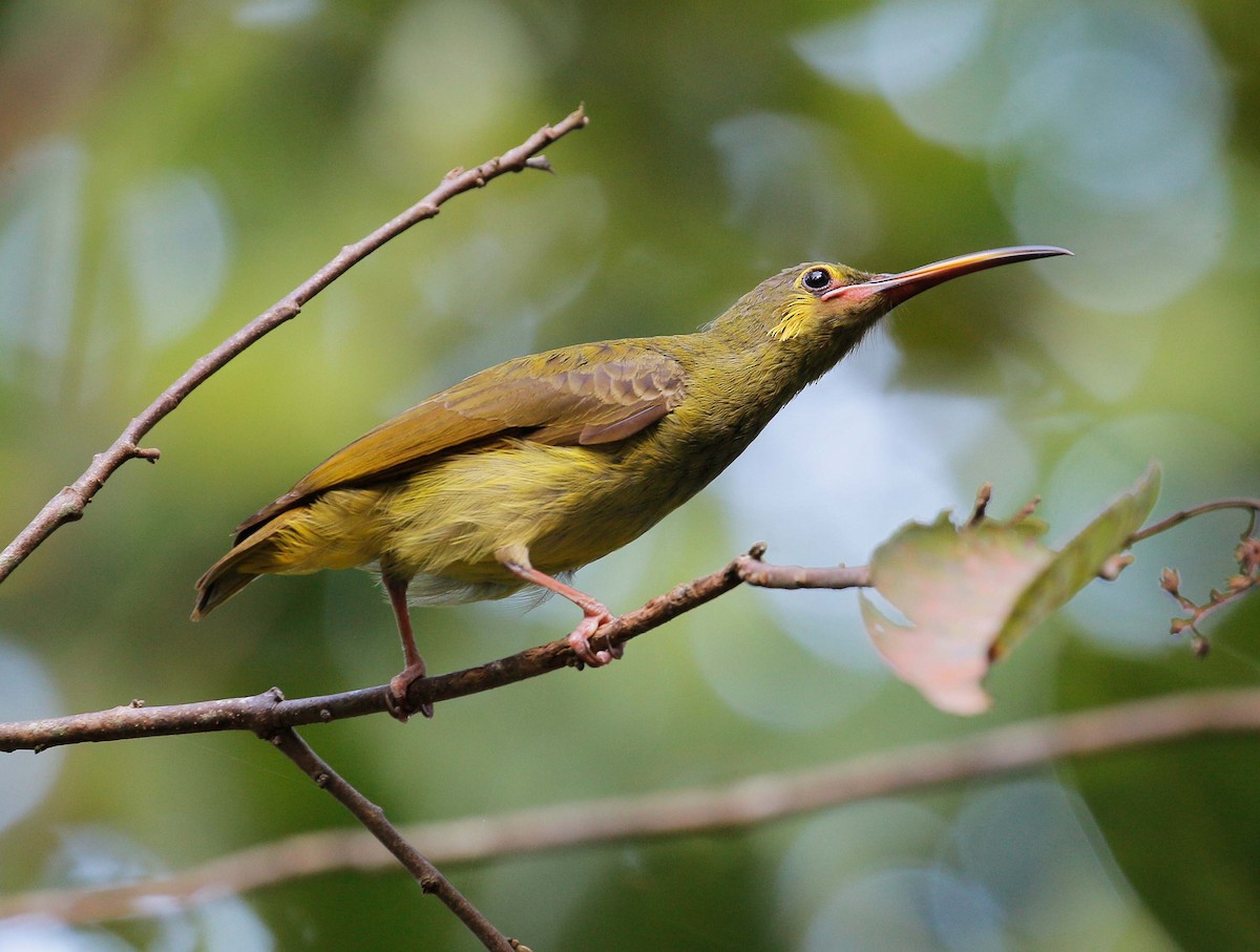 Yellow-eared Spiderhunter - Neoh Hor Kee
