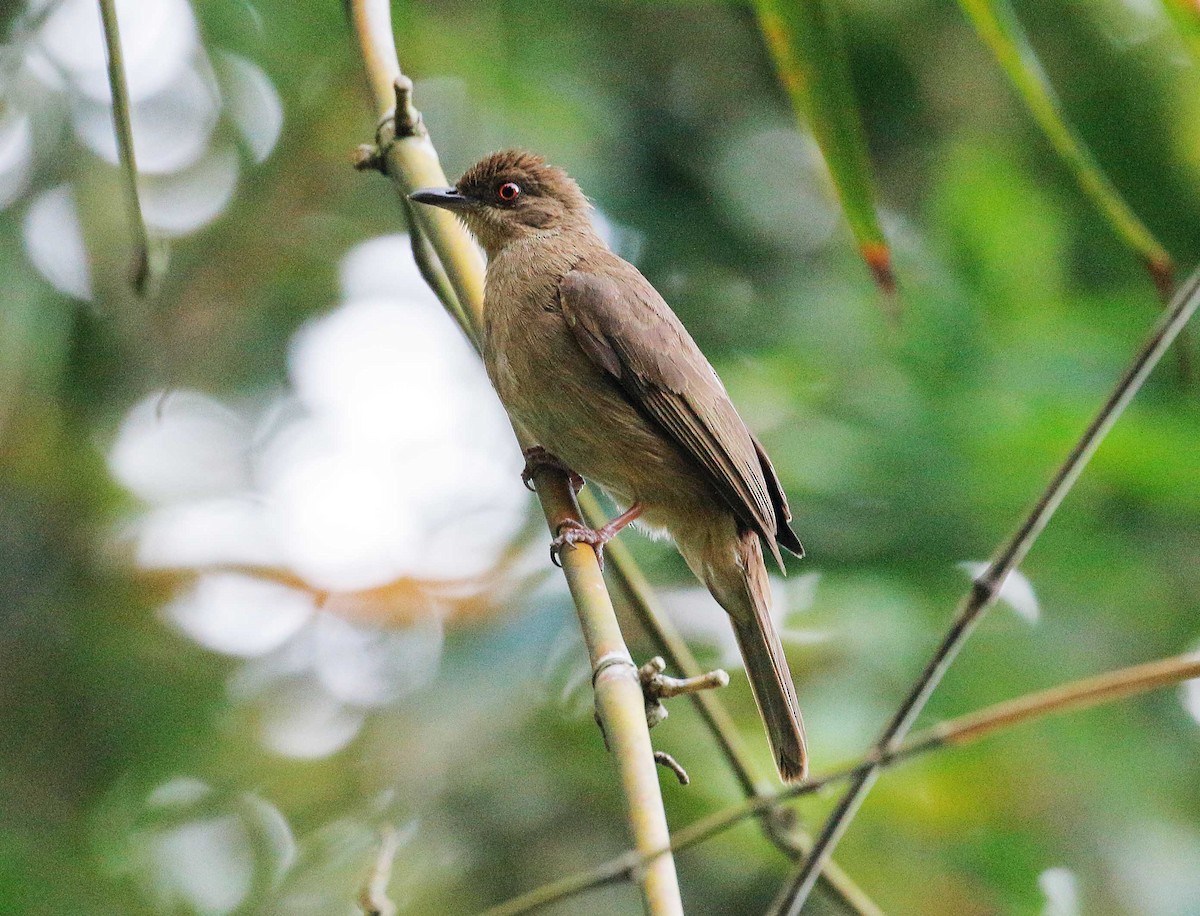 Bulbul aux yeux rouges - ML85749741