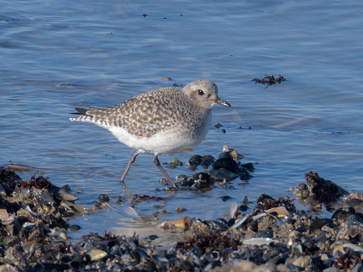 Black-bellied Plover - ML85749901