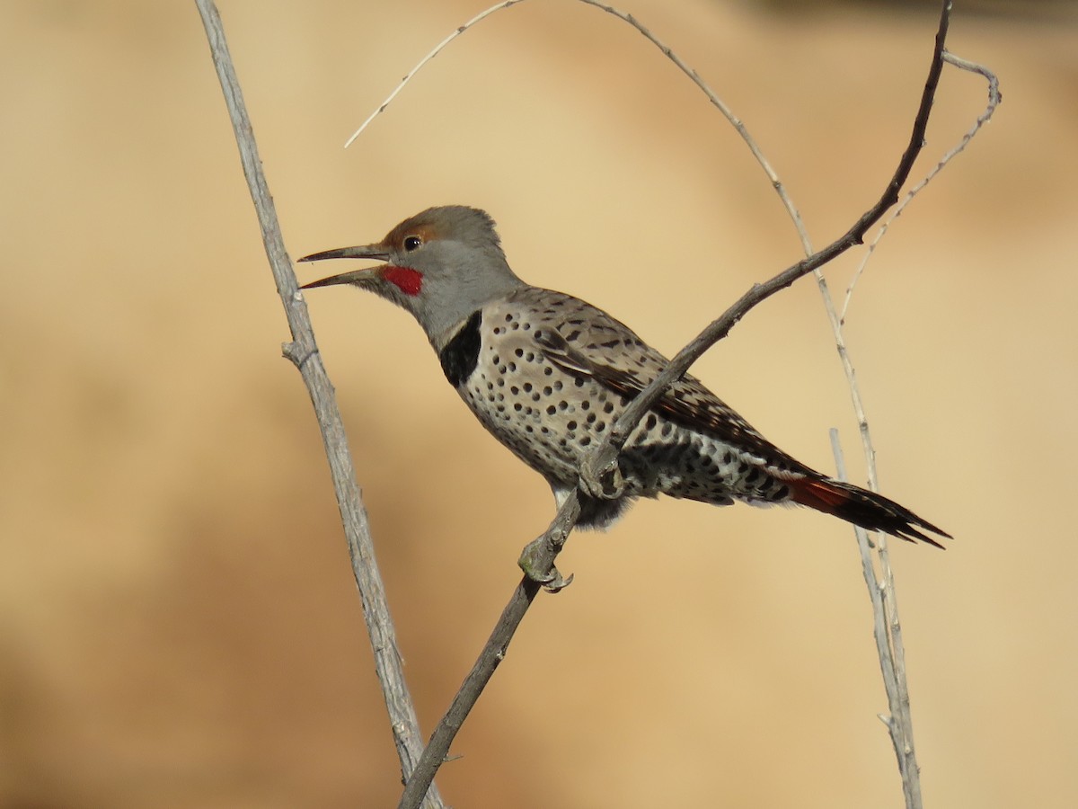 Northern Flicker (Red-shafted) - ML85750841