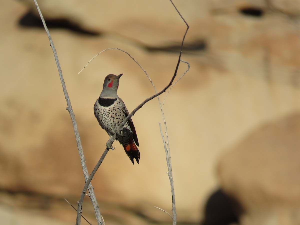 Northern Flicker (Red-shafted) - ML85750851