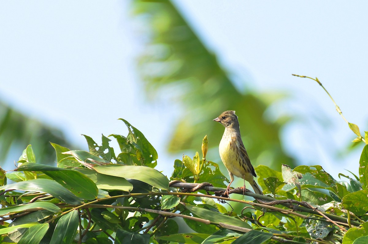 Black-faced/Masked Bunting - Cheng-Ru Tsai