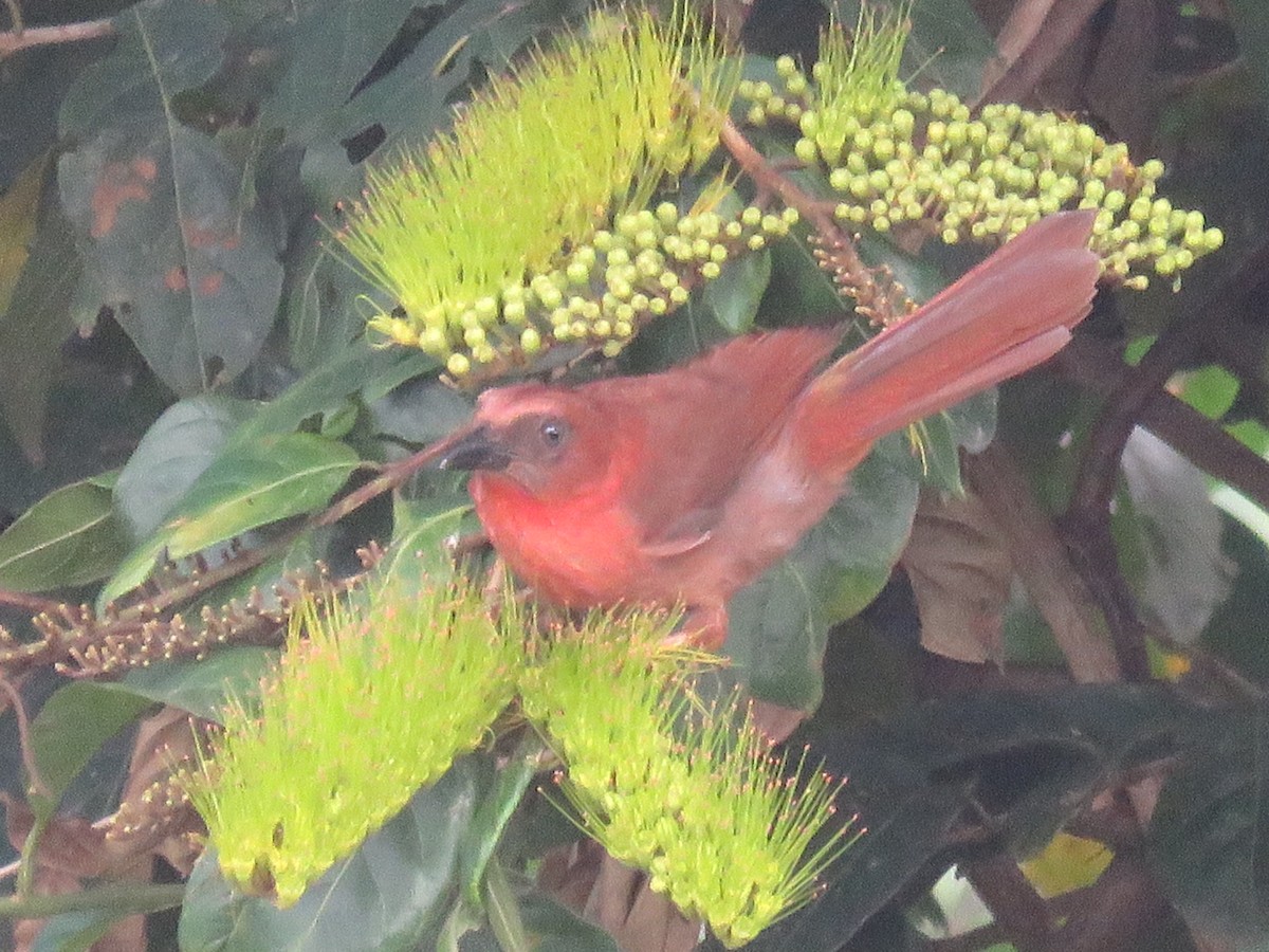 Red-throated Ant-Tanager - ML85755521