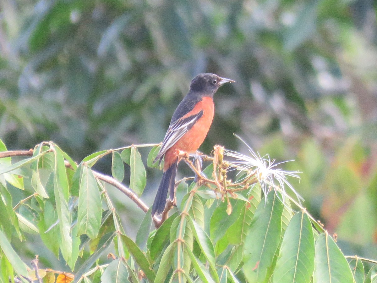 Orchard Oriole - ML85755641
