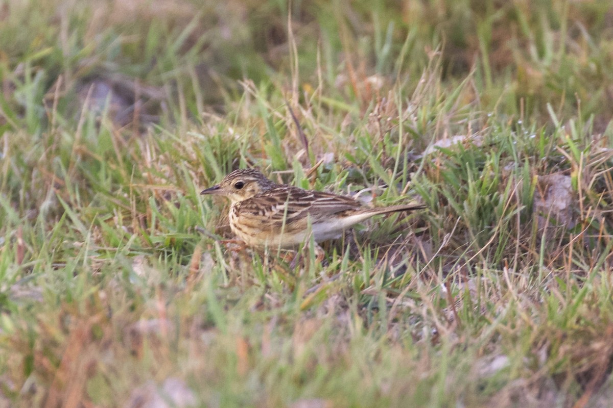 Yellowish Pipit - Nicole Desnoyers