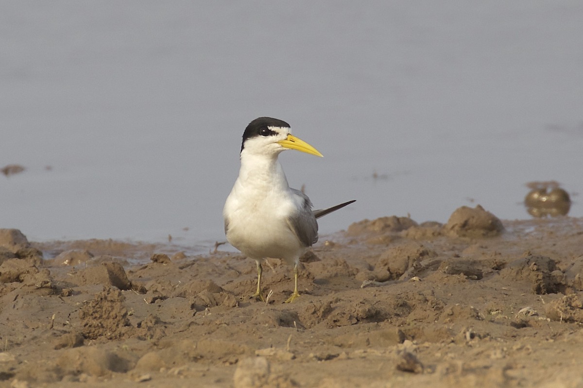 Yellow-billed Tern - ML85756731