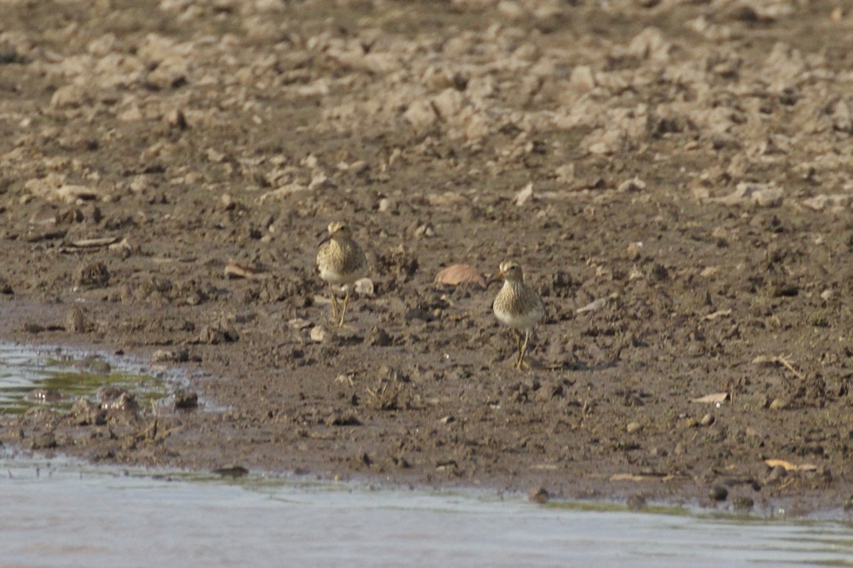 Graubrust-Strandläufer - ML85756821