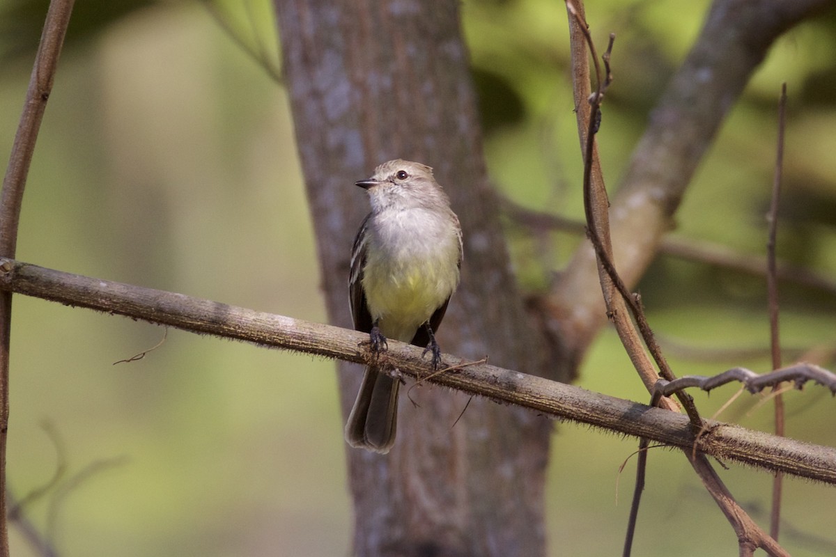 Yellow-bellied Elaenia - ML85756851