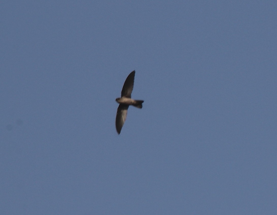 Indian Swiftlet - ML85756881