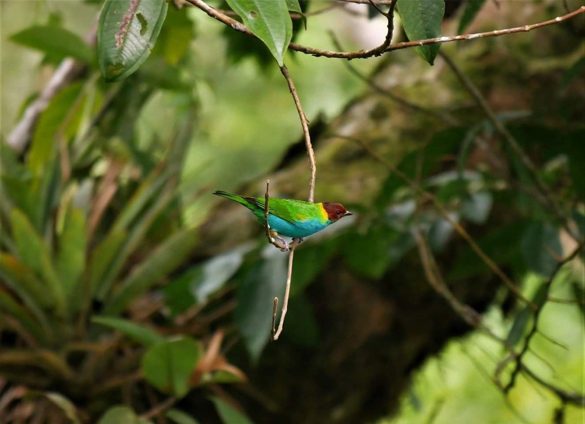 Bay-headed Tanager - ML85757581