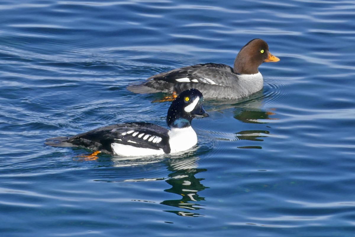 Barrow's Goldeneye - ML85757841