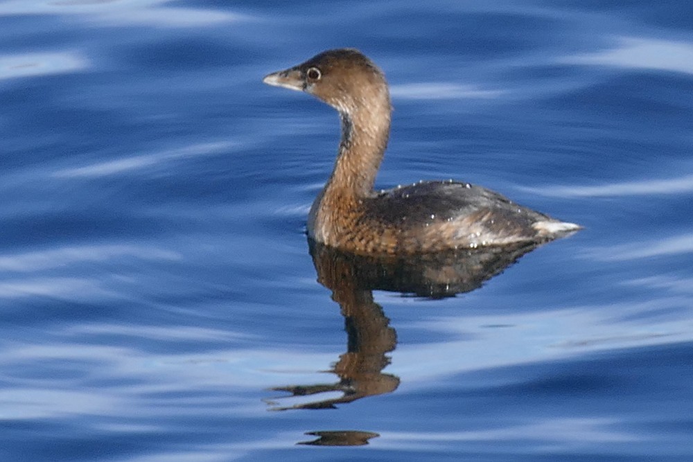 Pied-billed Grebe - ML85757851