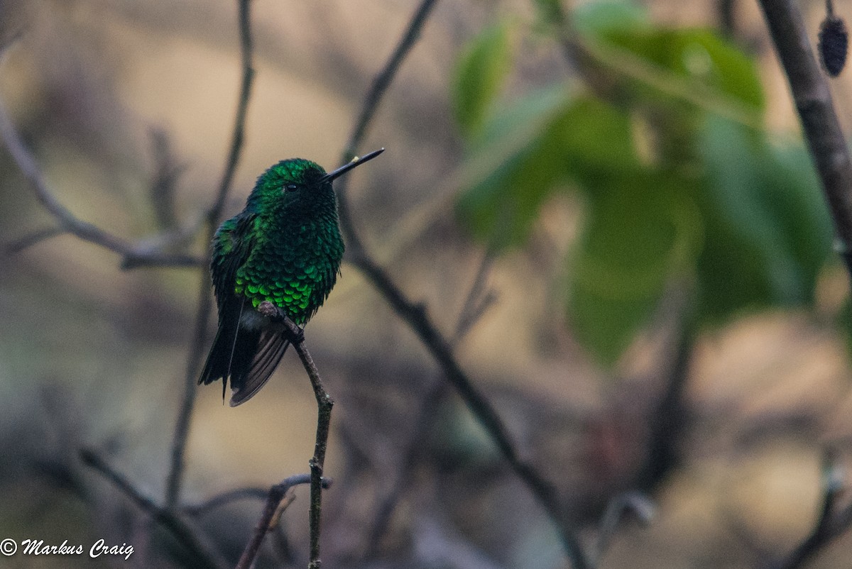 Narrow-tailed Emerald - ML85758401