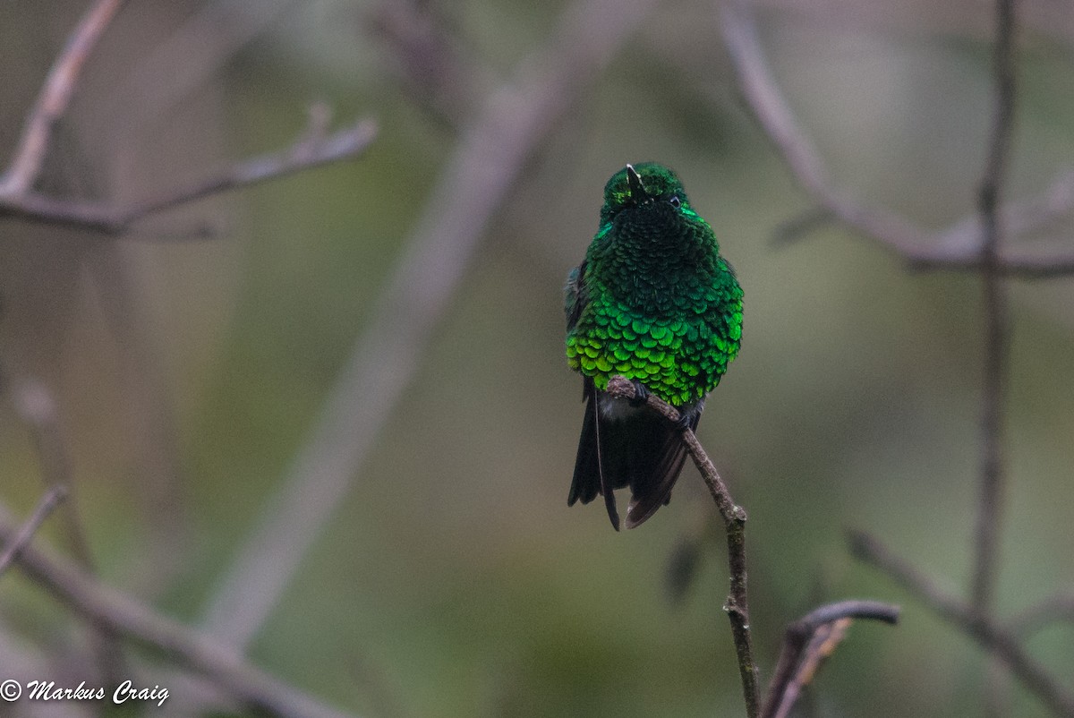 Narrow-tailed Emerald - ML85758911