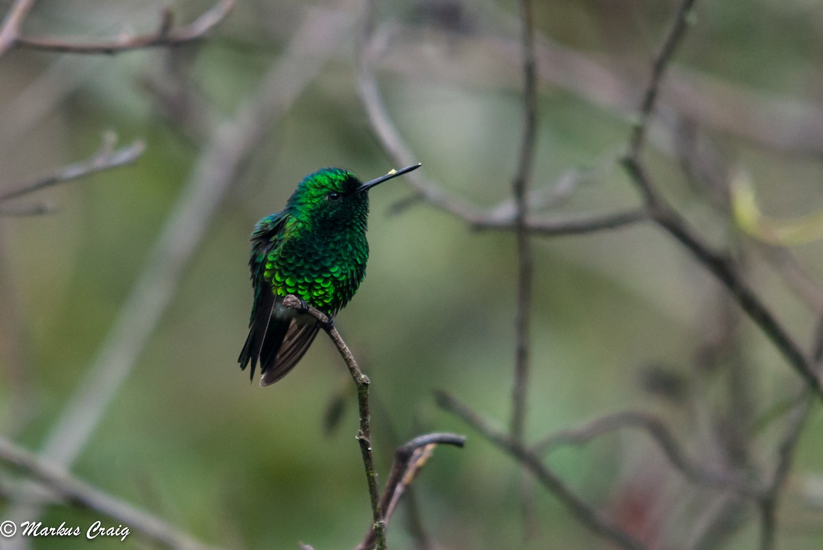 Narrow-tailed Emerald - ML85759011