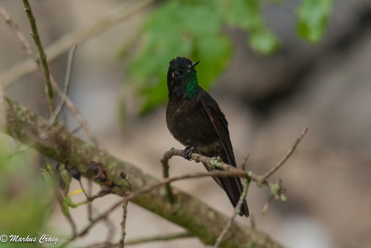 kolibřík dřišťálový (ssp. oreopola) - ML85759481
