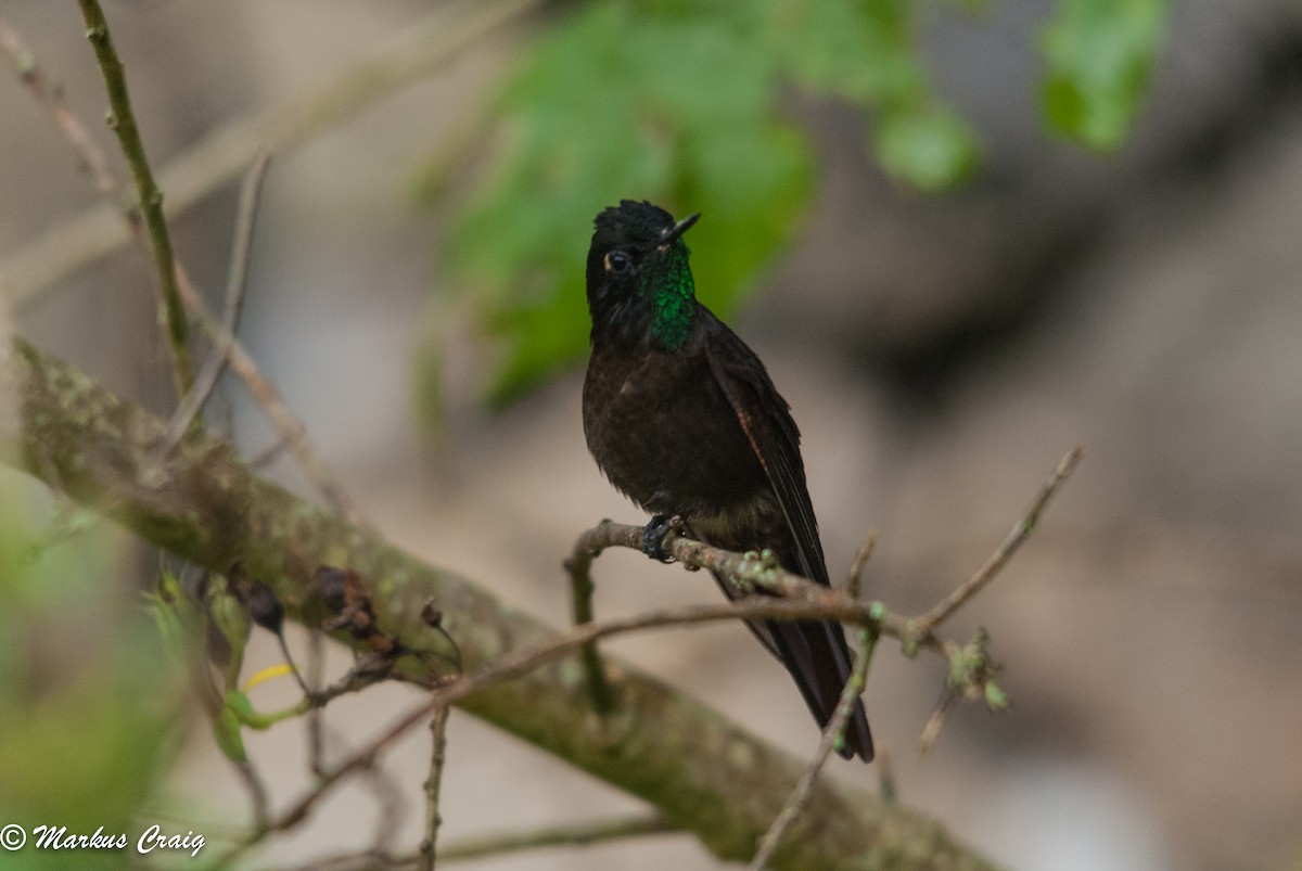 Tyrian Metaltail (Merida) - ML85759481